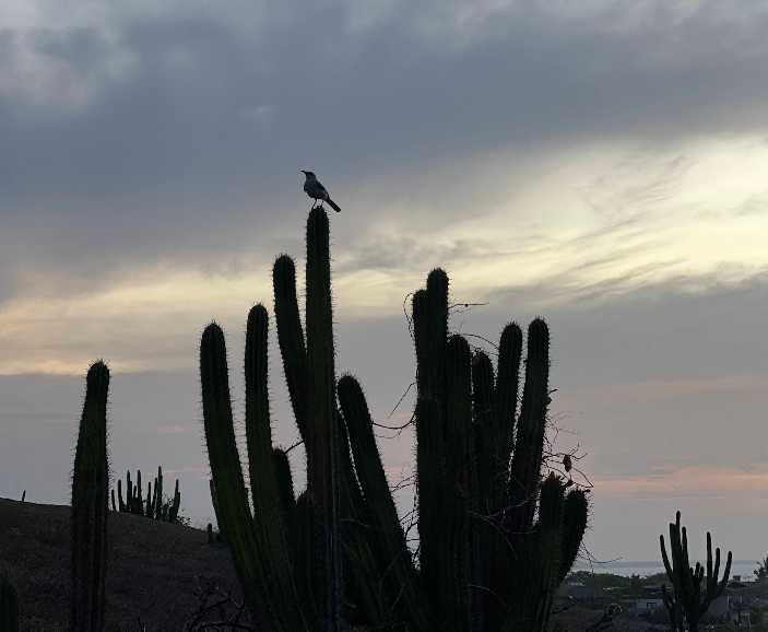 Entardecer no Morro do Serrote, Jericoacoara