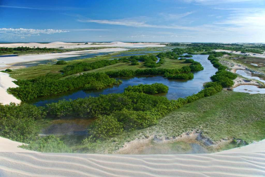 Vegetação_de_Jericoacoara
