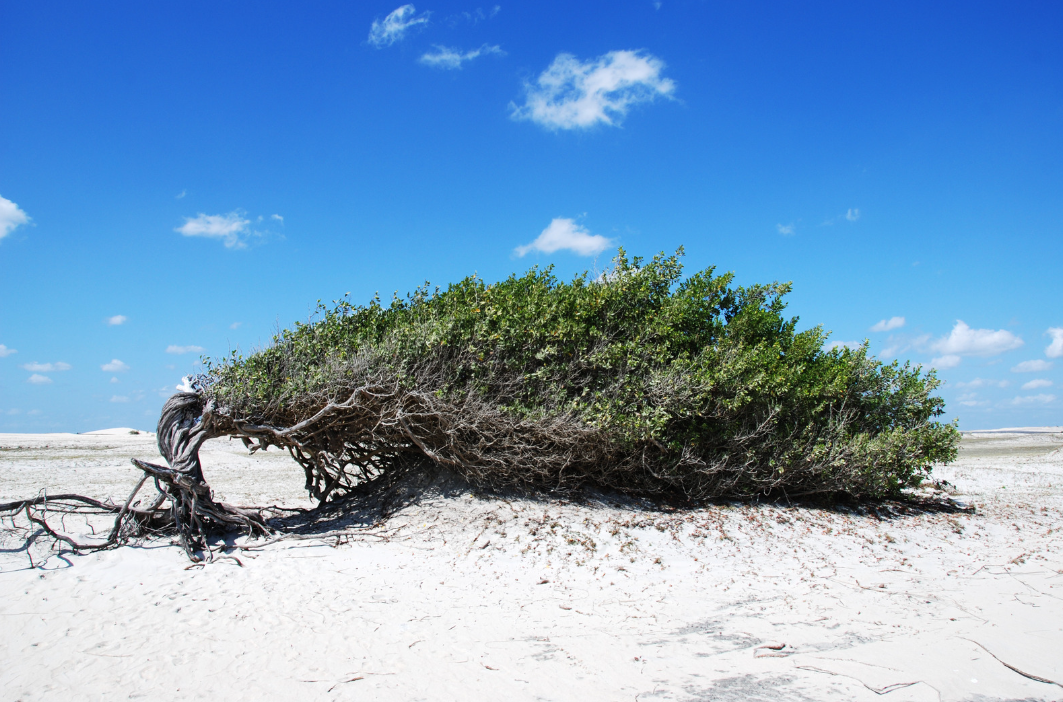Árvore da Preguiça, Jericoacoara